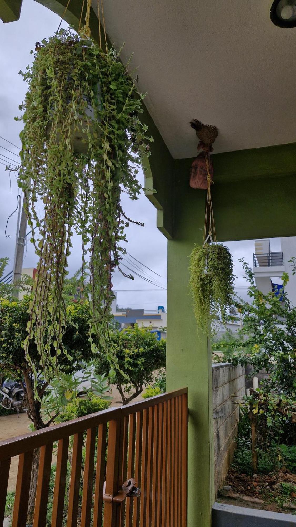 Malgudi Mane Homestay Chikmagalūr Exterior foto